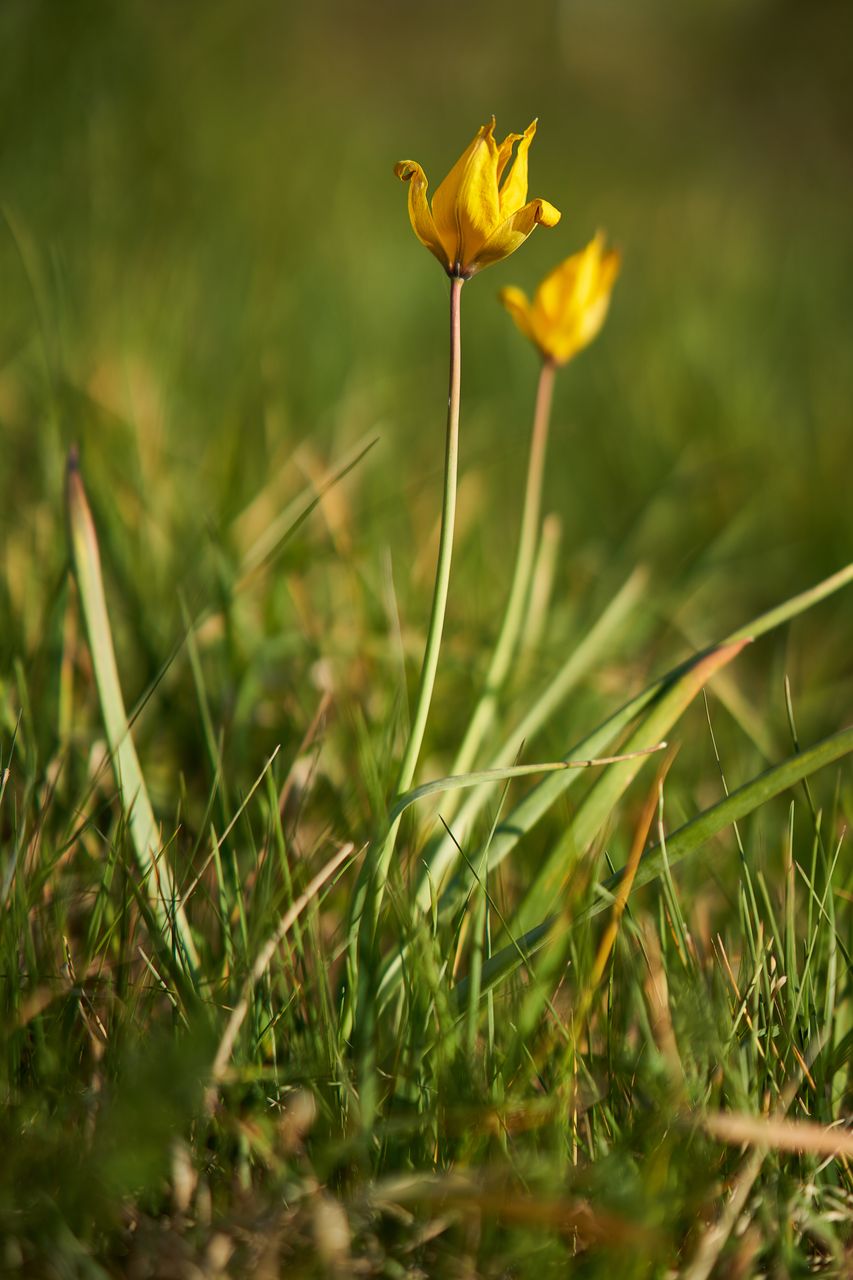 Flore Tulipe de vigne Confinement2020-002